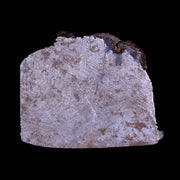 Gibeon Meteorite Specimen Riker Display Namibia Africa Meteorites 5.5 Grams