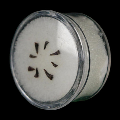 Trimerorhachis Teeth Fossil Permian Age Reptile Waurika Oklahoma COA, Display - Fossil Age Minerals