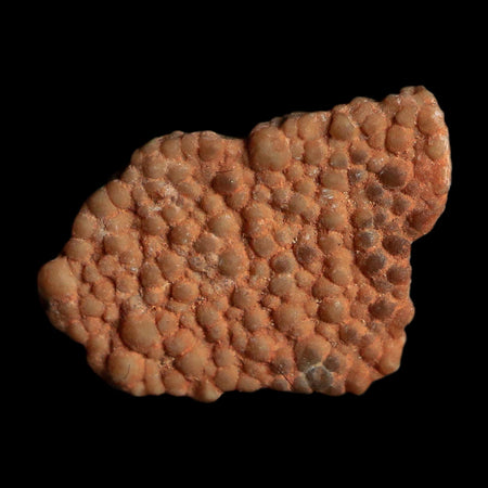 0.5" Megaloolithus Titanosaur Dinosaur Fossil Egg Shell Bouches Du Rhone France Display