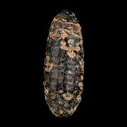 XL 2.1" Fossil Pine Cone Equicalastrobus Replaced By Agate Eocene Age Seeds Fruit