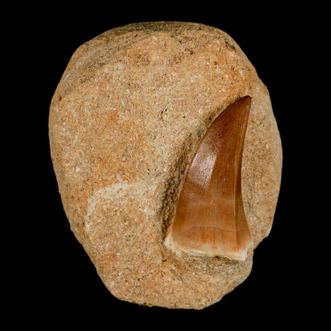 1.8" Mosasaur Hoffmanni Fossil Tooth In Matrix Cretaceous Dinosaur Era COA - Fossil Age Minerals