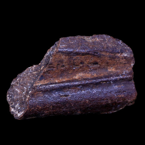 3.4" Ichthyosaurus Fossil Jaw Bone Section Dorset England Jurassic Age Reptile COA - Fossil Age Minerals