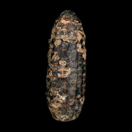 XL 2.1" Fossil Pine Cone Equicalastrobus Replaced By Agate Eocene Age Seeds Fruit