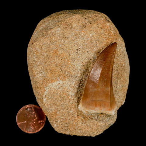 1.8" Mosasaur Hoffmanni Fossil Tooth In Matrix Cretaceous Dinosaur Era COA - Fossil Age Minerals