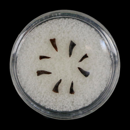 Trimerorhachis Teeth Fossil Permian Age Reptile Waurika Oklahoma COA, Display