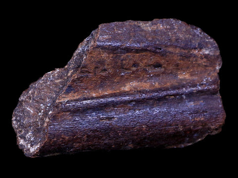 3.4" Ichthyosaurus Fossil Jaw Bone Section Dorset England Jurassic Age Reptile COA - Fossil Age Minerals