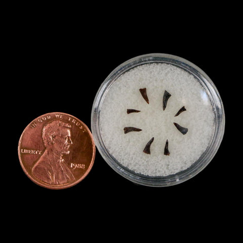 Trimerorhachis Teeth Fossil Permian Age Reptile Waurika Oklahoma COA, Display - Fossil Age Minerals