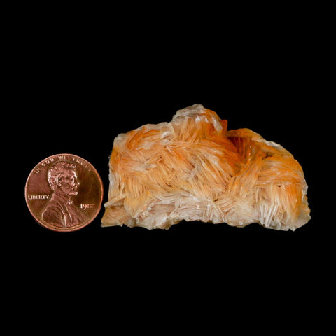 2" Sparkly Orange Barite Blades, Galena Crystal Minerals Mabladen Morocco - Fossil Age Minerals