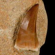 1.8" Mosasaur Hoffmanni Fossil Tooth In Matrix Cretaceous Dinosaur Era COA