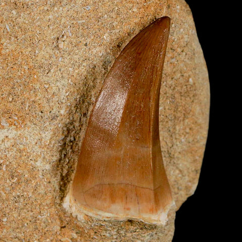 1.8" Mosasaur Hoffmanni Fossil Tooth In Matrix Cretaceous Dinosaur Era COA - Fossil Age Minerals