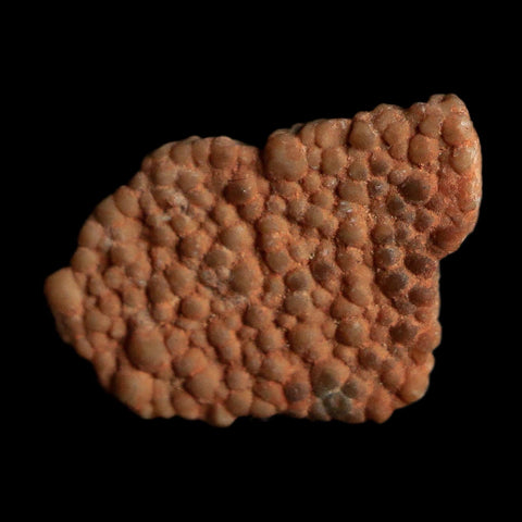 0.5" Megaloolithus Titanosaur Dinosaur Fossil Egg Shell Bouches Du Rhone France Display