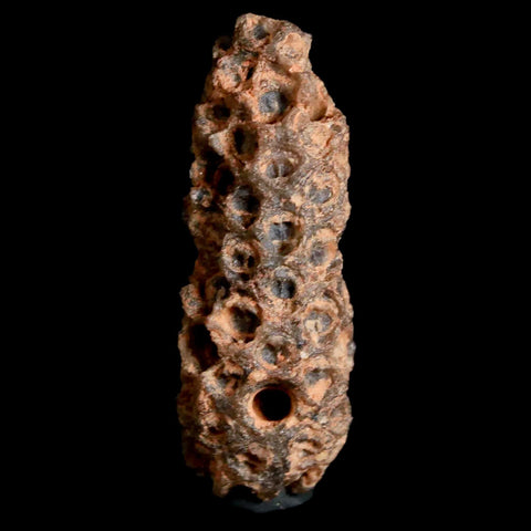 1.7" Fossil Pine Cone Equicalastrobus Replaced By Agate Eocene Age Seeds Fruit - Fossil Age Minerals
