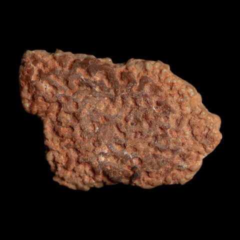 0.5" Megaloolithus Titanosaur Dinosaur Fossil Egg Shell Bouches Du Rhone France Display