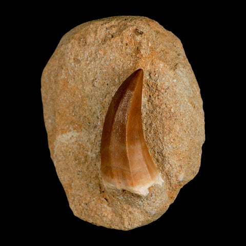 1.8" Mosasaur Hoffmanni Fossil Tooth In Matrix Cretaceous Dinosaur Era COA - Fossil Age Minerals