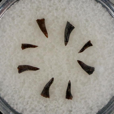 Trimerorhachis Teeth Fossil Permian Age Reptile Waurika Oklahoma COA, Display - Fossil Age Minerals