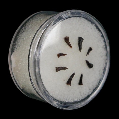 Trimerorhachis Teeth Fossil Permian Age Reptile Waurika Oklahoma COA, Display - Fossil Age Minerals