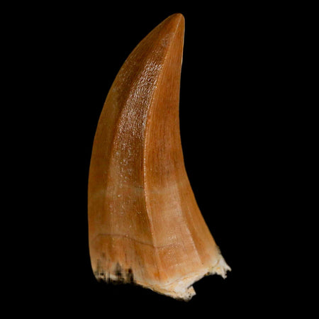 1.8" Mosasaur Hoffmanni Fossil Tooth In Matrix Cretaceous Dinosaur Era COA