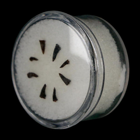 Trimerorhachis Teeth Fossil Permian Age Reptile Waurika Oklahoma COA, Display - Fossil Age Minerals