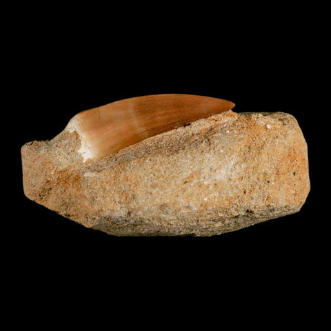 1.8" Mosasaur Hoffmanni Fossil Tooth In Matrix Cretaceous Dinosaur Era COA - Fossil Age Minerals