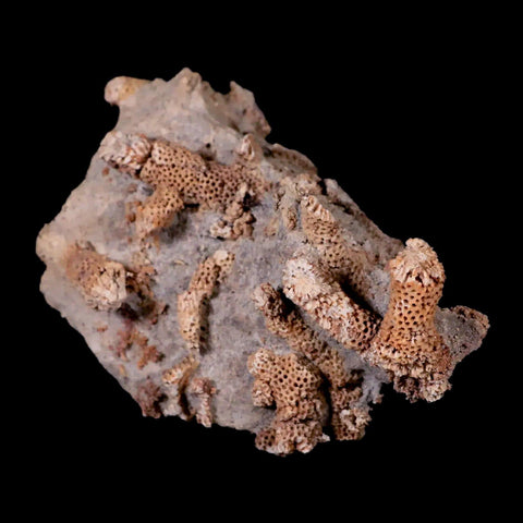 3.5" Thamnopora SP Coral Fossil Coral Reef Devonian Age Verde Valley, Arizona - Fossil Age Minerals