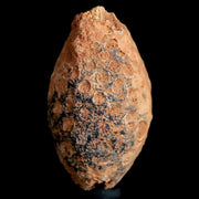 1.2" Fossil Pine Cone Equicalastrobus Replaced By Agate Eocene Age Seeds Fruit