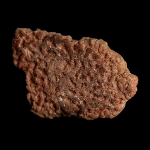 0.5" Megaloolithus Titanosaur Dinosaur Fossil Egg Shell Bouches Du Rhone France Display
