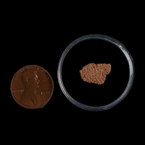 0.5" Megaloolithus Titanosaur Dinosaur Fossil Egg Shell Bouches Du Rhone France Display