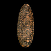 XL 2.4" Fossil Pine Cone Equicalastrobus Replaced By Agate Eocene Age Seeds Fruit