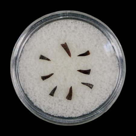 Trimerorhachis Teeth Fossil Permian Age Reptile Waurika Oklahoma COA, Display