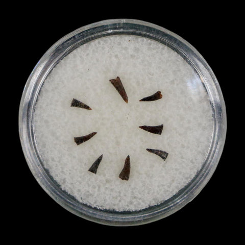 Trimerorhachis Teeth Fossil Permian Age Reptile Waurika Oklahoma COA, Display - Fossil Age Minerals