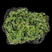 XL 3.3" Natural Emerald Peridot Crystal Minerals On Volcanic Rock Gila, Arizona