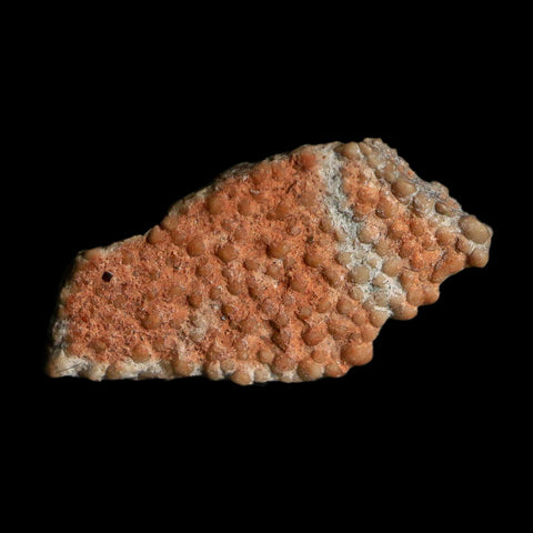 0.6" Megaloolithus Titanosaur Dinosaur Fossil Egg Shell Bouches Du Rhone France Display