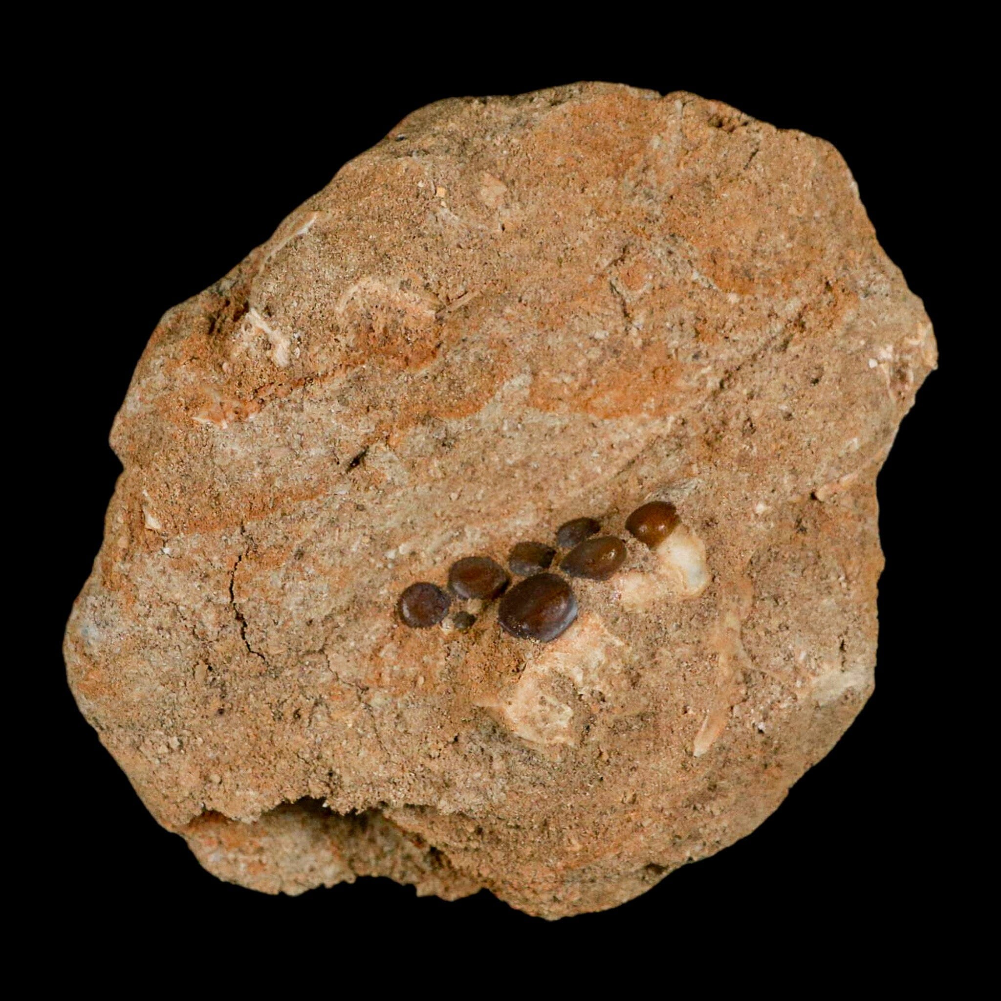 1" Bony Fish Fossil Phacodus Punctatus Ray Finned Jaw Teeth In Matrix Morocco - Fossil Age Minerals