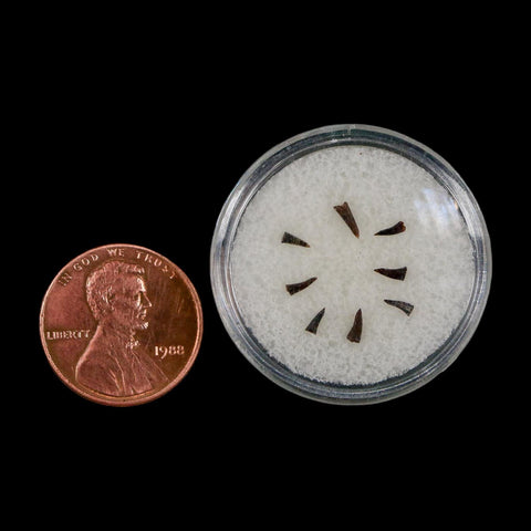 Trimerorhachis Teeth Fossil Permian Age Reptile Waurika Oklahoma COA, Display - Fossil Age Minerals