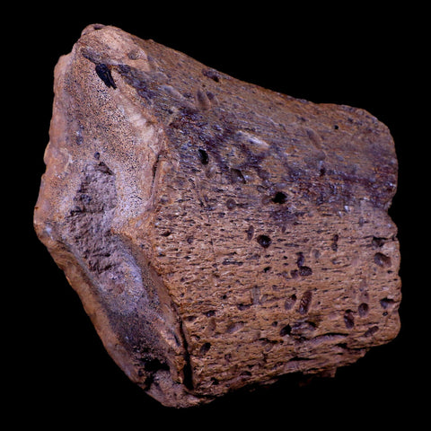 XL 5.5" Ichthyosaurus Fossil Jaw Bone Section Dorset England Jurassic Reptile COA - Fossil Age Minerals