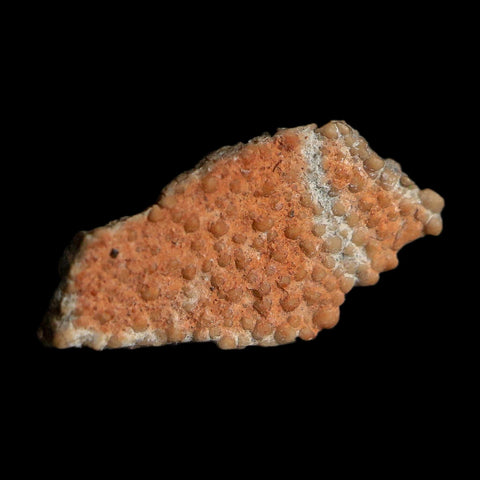 0.6" Megaloolithus Titanosaur Dinosaur Fossil Egg Shell Bouches Du Rhone France Display