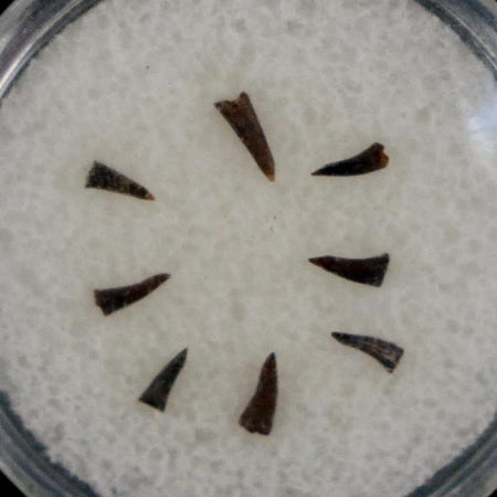 Trimerorhachis Teeth Fossil Permian Age Reptile Waurika Oklahoma COA, Display