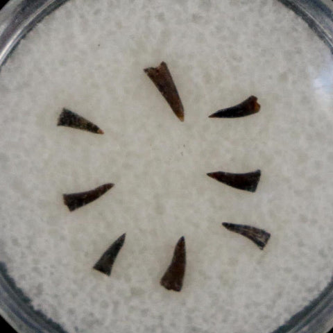 Trimerorhachis Teeth Fossil Permian Age Reptile Waurika Oklahoma COA, Display - Fossil Age Minerals