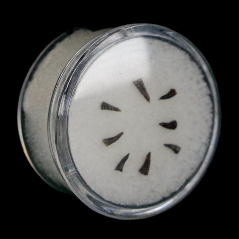 Trimerorhachis Teeth Fossil Permian Age Reptile Waurika Oklahoma COA, Display - Fossil Age Minerals