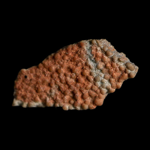 0.6" Megaloolithus Titanosaur Dinosaur Fossil Egg Shell Bouches Du Rhone France Display