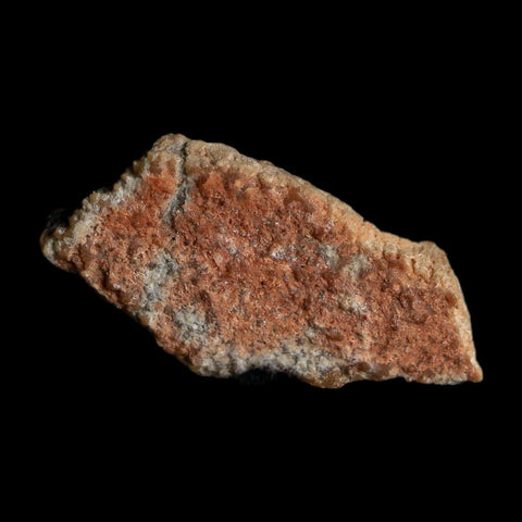 0.6" Megaloolithus Titanosaur Dinosaur Fossil Egg Shell Bouches Du Rhone France Display