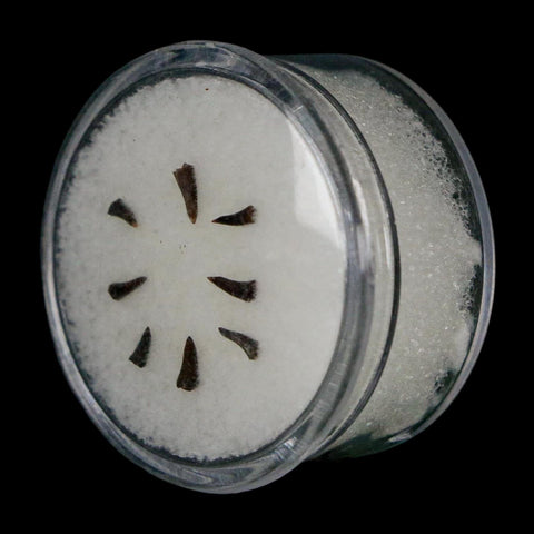 Trimerorhachis Teeth Fossil Permian Age Reptile Waurika Oklahoma COA, Display - Fossil Age Minerals