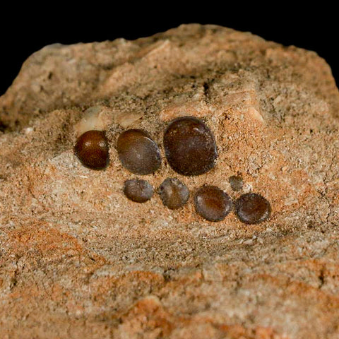 1" Bony Fish Fossil Phacodus Punctatus Ray Finned Jaw Teeth In Matrix Morocco - Fossil Age Minerals