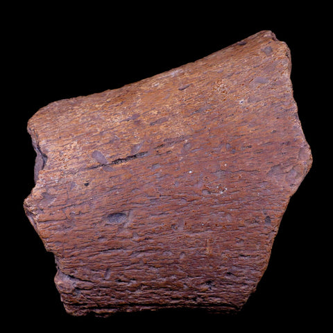 XL 5.5" Ichthyosaurus Fossil Jaw Bone Section Dorset England Jurassic Reptile COA - Fossil Age Minerals