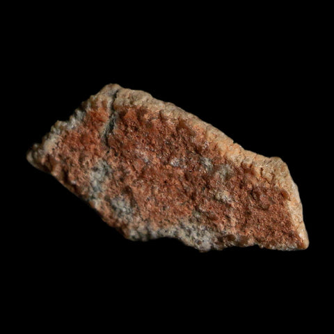 0.6" Megaloolithus Titanosaur Dinosaur Fossil Egg Shell Bouches Du Rhone France Display