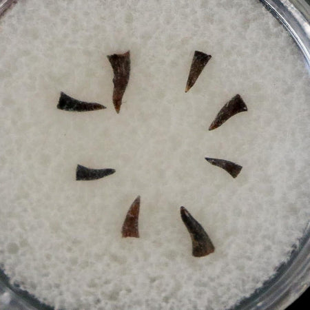 Trimerorhachis Teeth Fossil Permian Age Reptile Waurika Oklahoma COA, Display