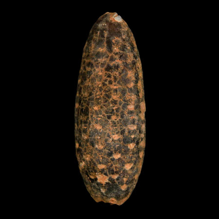 XL 2.4" Fossil Pine Cone Equicalastrobus Replaced By Agate Eocene Age Seeds Fruit