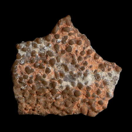 0.4" Megaloolithus Titanosaur Dinosaur Fossil Egg Shell Bouches Du Rhone France Display