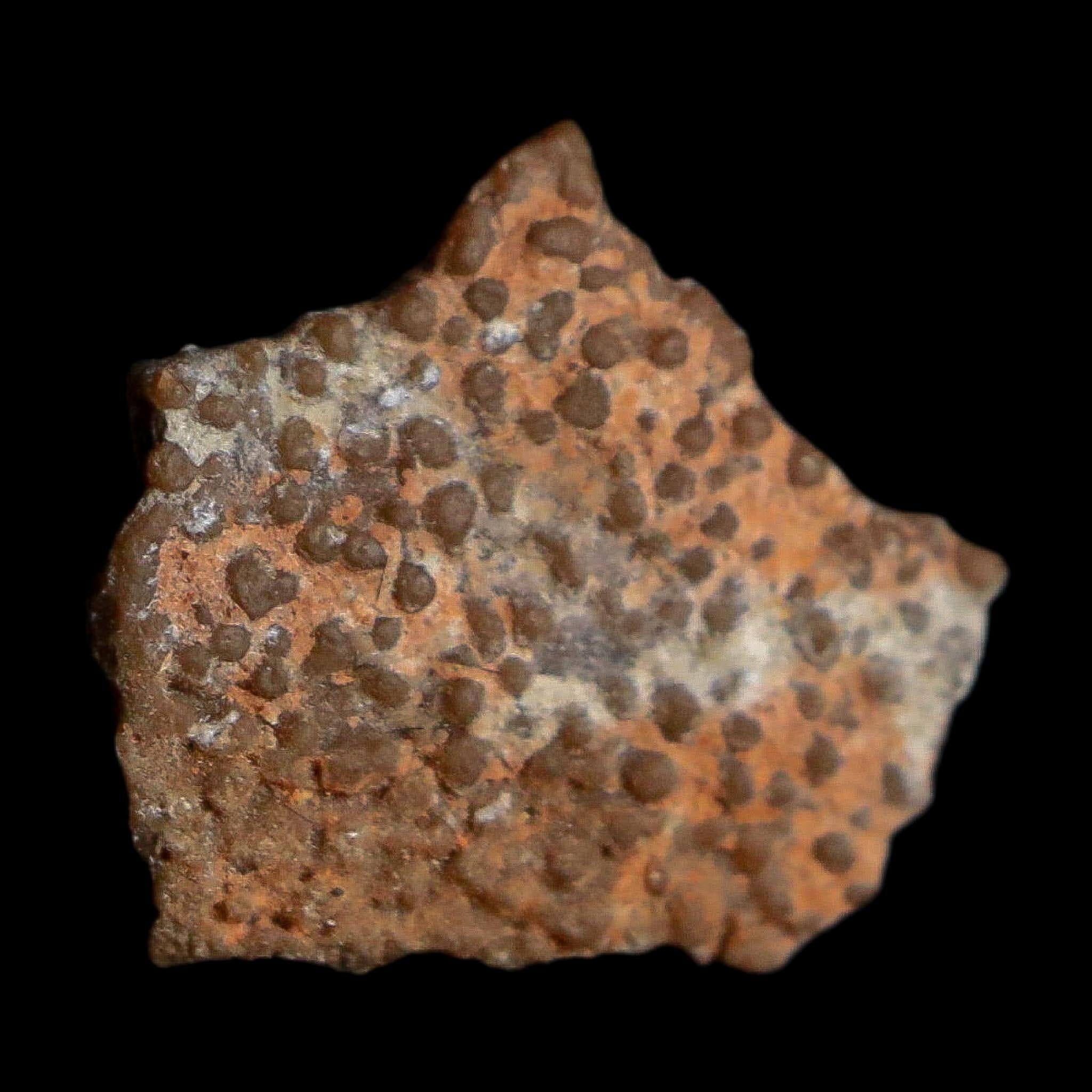 0.4" Megaloolithus Titanosaur Dinosaur Fossil Egg Shell Bouches Du Rhone France Display - Fossil Age Minerals
