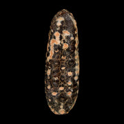 XL 2.4" Fossil Pine Cone Equicalastrobus Replaced By Agate Eocene Age Seeds Fruit